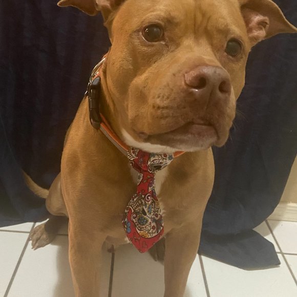 Dog ties - Picture 7 of 11